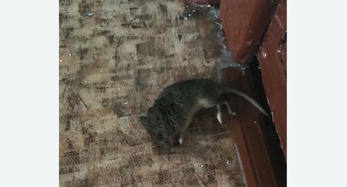 Дезинфекция от мышей в Новогиреево города Москвы